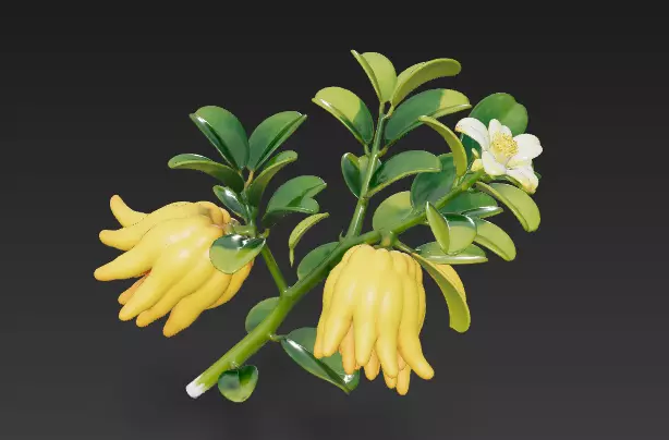 Identification of Chinese Herbal Medicine Golden Buddhas Hand 9 3D model