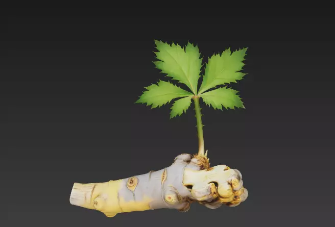 Chinese Herbal Medicine Atractylodes macrocephala 10 3D model