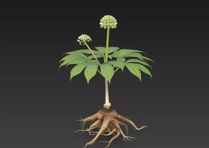 Identification of Chinese Herbal Medicine Panax Notoginseng 11 3D model