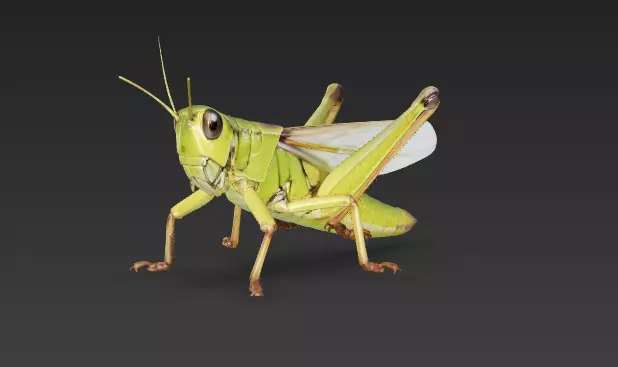 Natural creatures Insects Locust 1 3D model