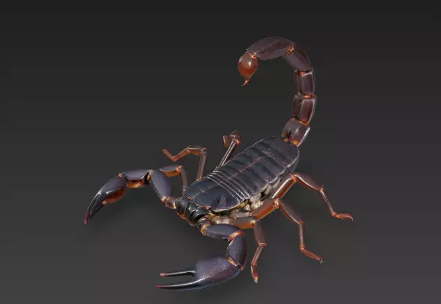 Arthropod identification venomous scorpion 3 3D model
