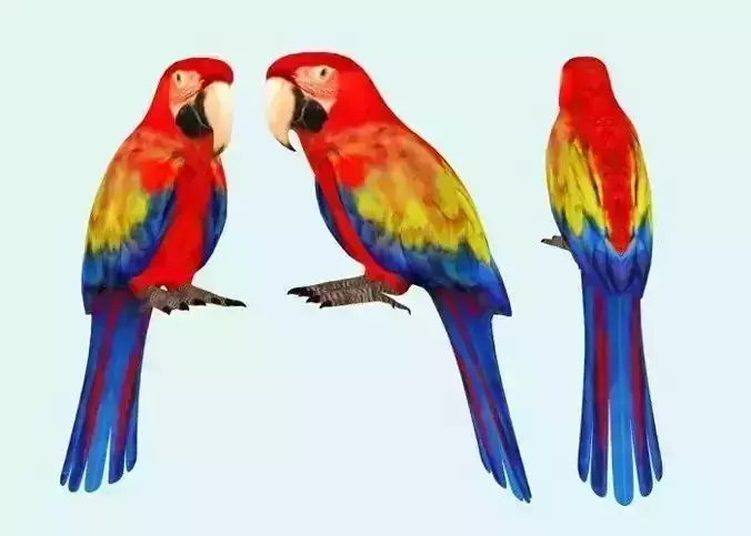 Parrot 3d model macaw parrots
