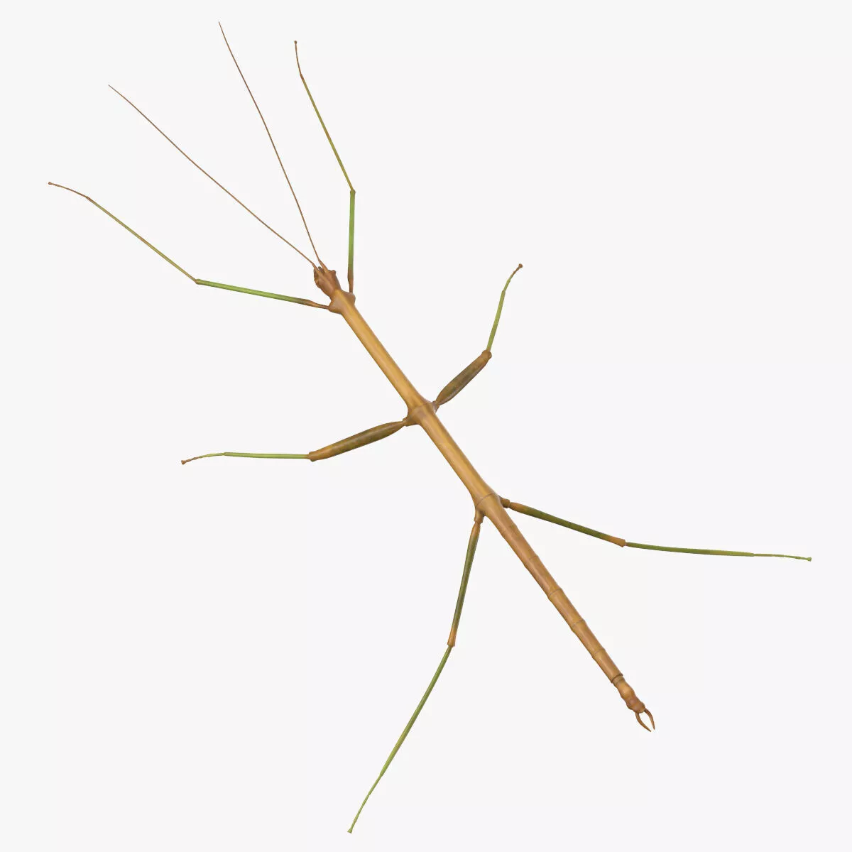 Walkingstick Rigged 3D model
