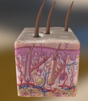 Human skin anatomy Low-poly 3D model
