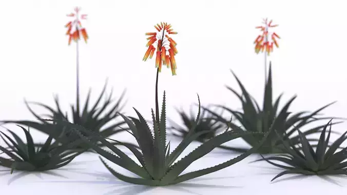 Aloe Vera Flower  3D model