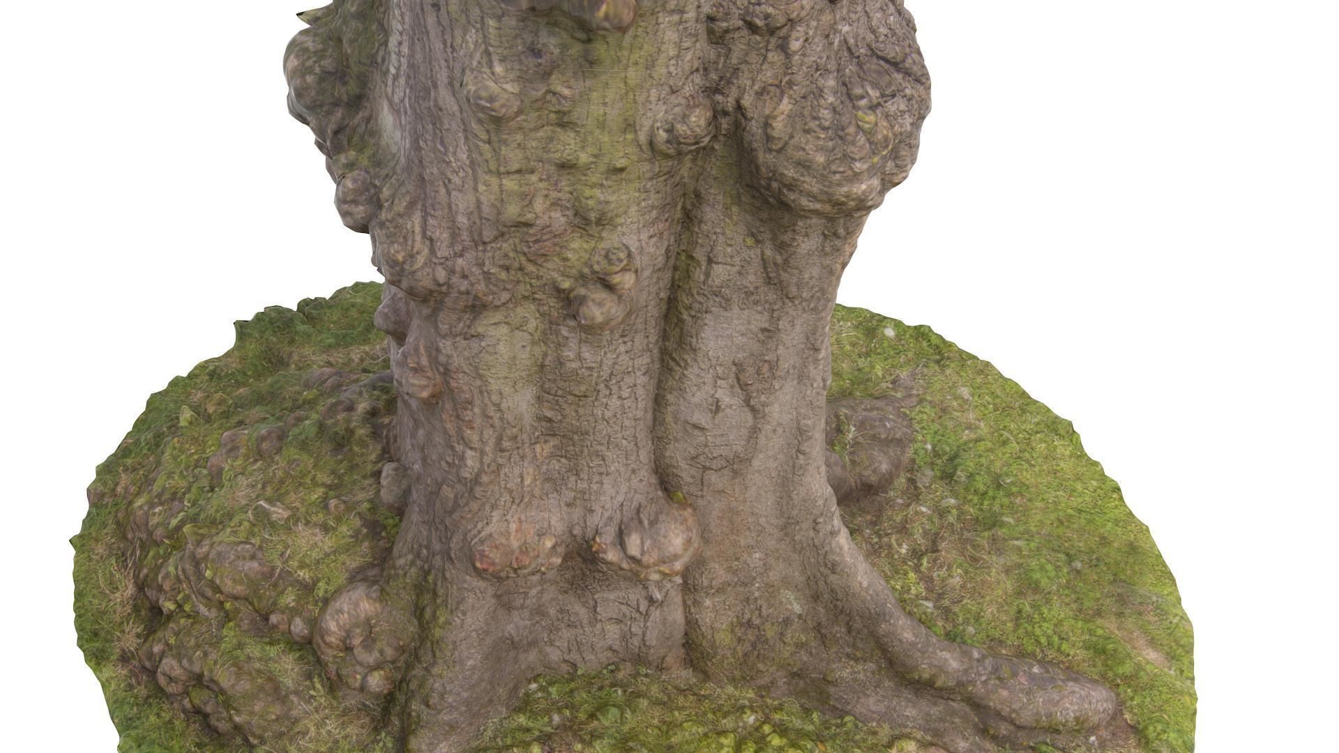 Tree 03 - High and Low Poly versions Low-poly 3D model_5