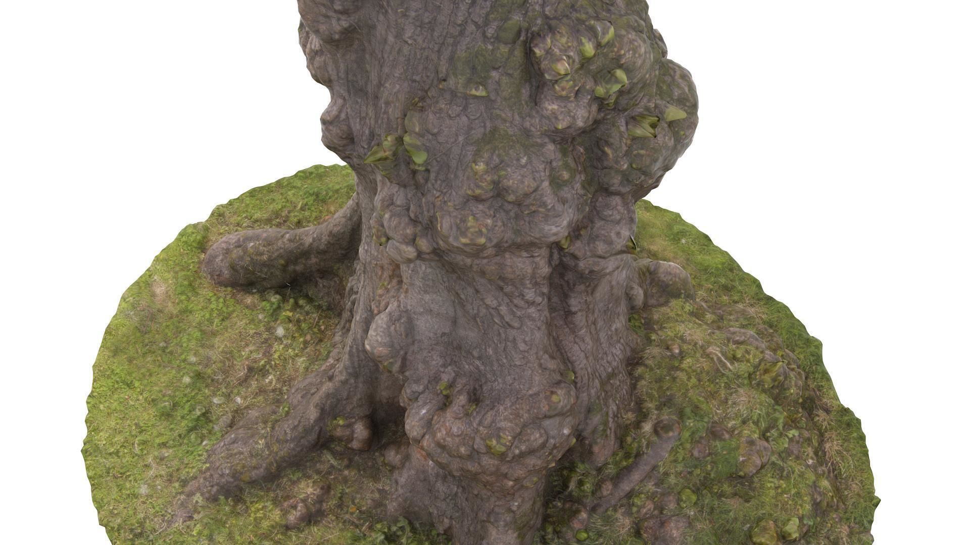 Tree 03 - High and Low Poly versions Low-poly 3D model_6