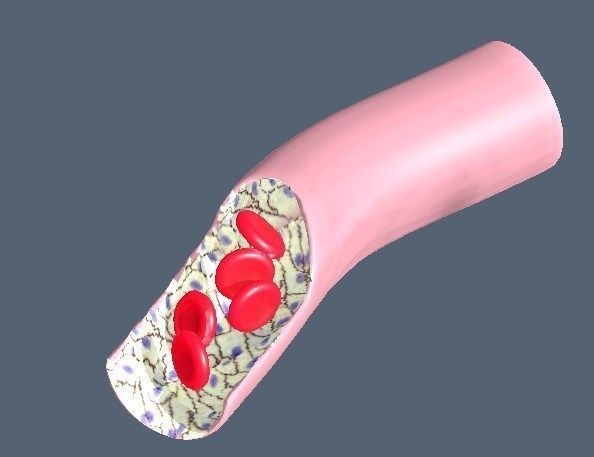 Capillary vessel containing red blood cells and endothelial cell Low-poly 3D model_1