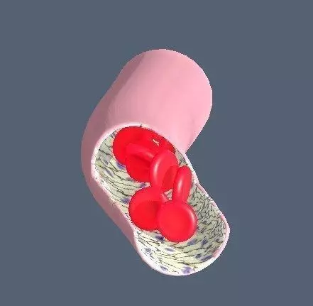 Capillary vessel containing red blood cells and endothelial cell Low-poly 3D model_0