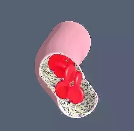 Capillary vessel containing red blood cells and endothelial cell Low-poly 3D model