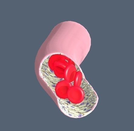 Capillary vessel containing red blood cells and endothelial cell Low-poly 3D model