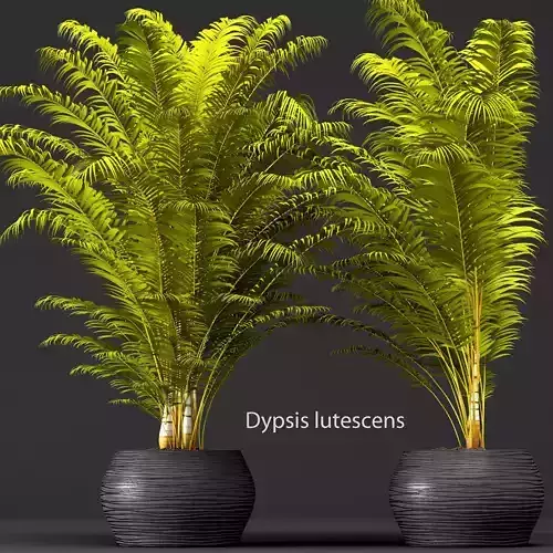 Palm tree 3D model