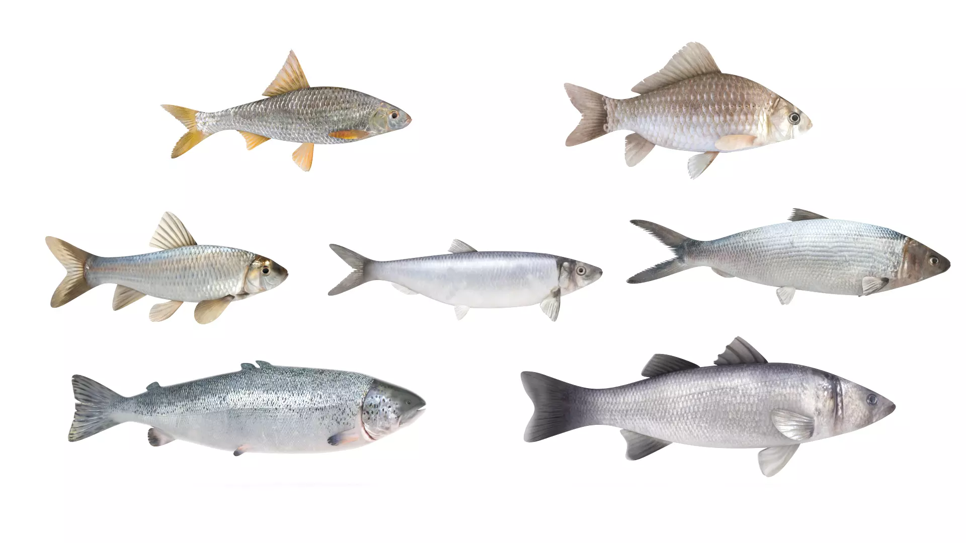 Fish Collection 3D model