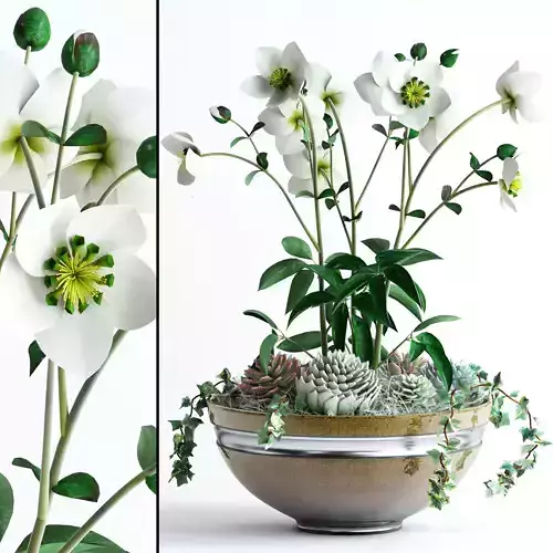 Hellebores and succulents in bowl