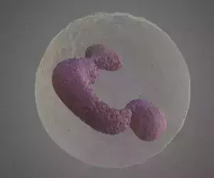 Neutrophil leukocyte blood cell Low-poly 3D model