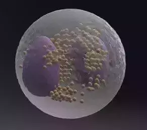 Eosinophilic leukocyte blood cell model Low-poly 3D model