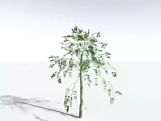 EVERYPlant Alethopteris Serlii LowPoly