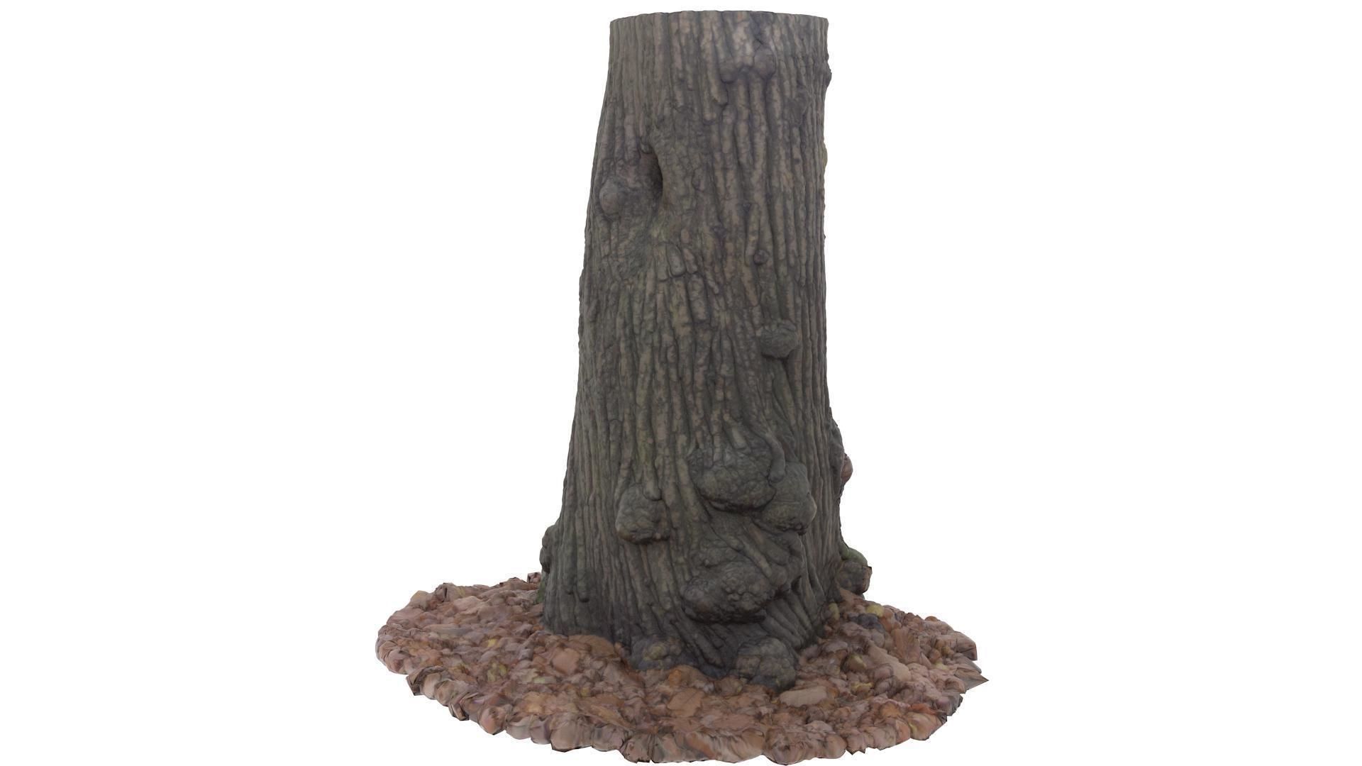 Tree 02 - High and Low Poly versions Low-poly 3D model_3