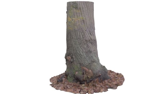 Tree 02 - High and Low Poly versions Low-poly 3D model