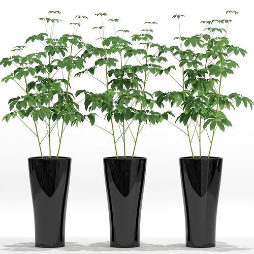 Plants collection 10 3D model