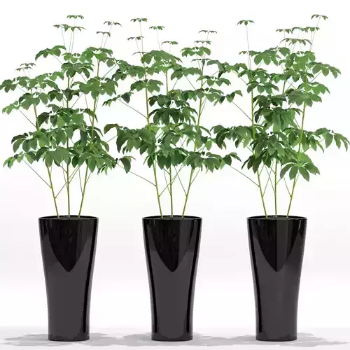Plants collection 10 3D model