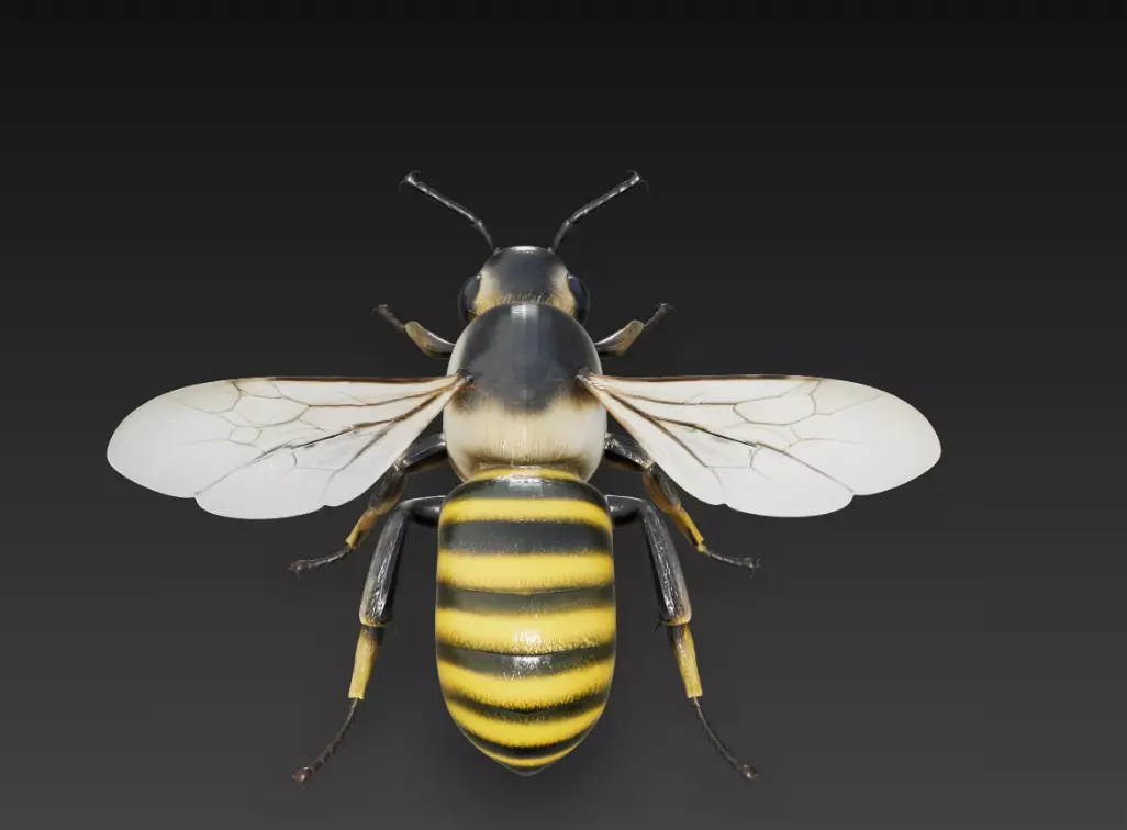 Realistic Bee Insect 3D Model High Detail Free 3D print model