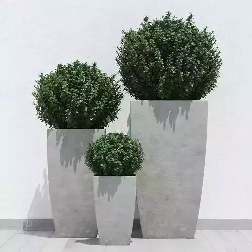 Plants boxwood bush in concrete planter