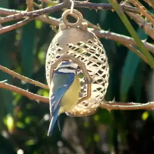 Bird feeder 3D print model