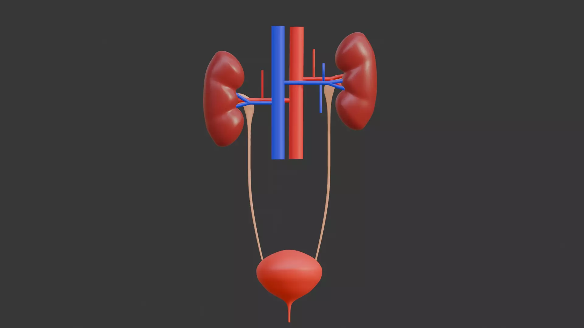 The Urinary System 3D model