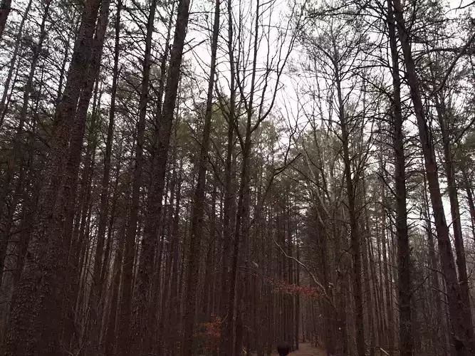 Crowders Mountain Nature Reference Pack