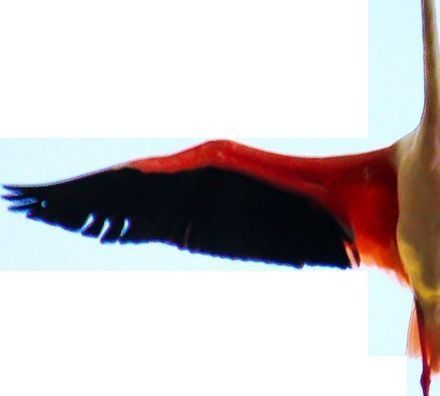 Pink Flamingo model Low-poly 3D model_14