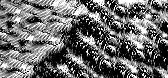 Pink Flamingo model Low-poly 3D model_13