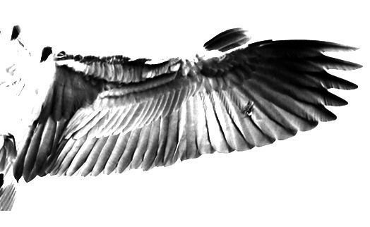 Heron model flying in sky Low-poly 3D model_13