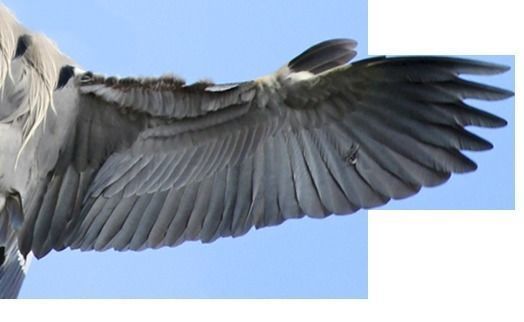 Heron model flying in sky Low-poly 3D model_12