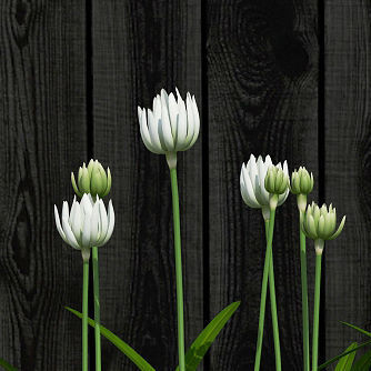 Plants collection 15 3D model_9