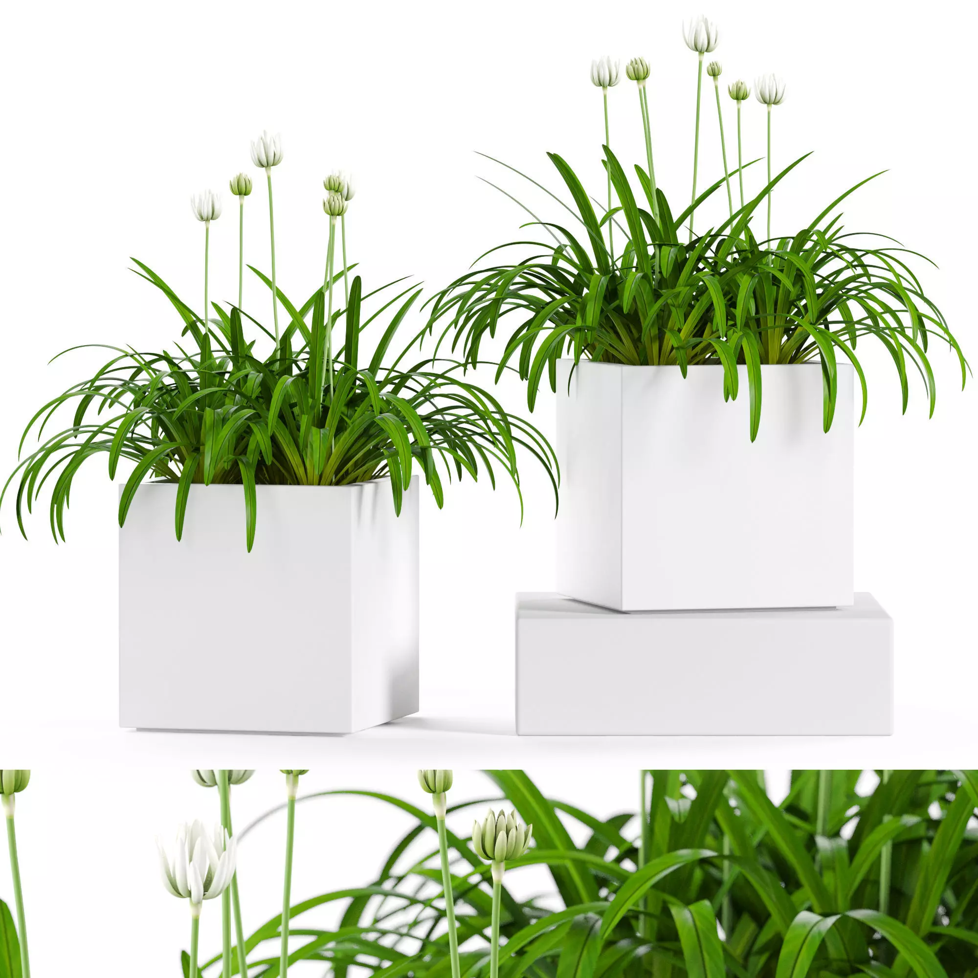 Plants collection 15 3D model_0