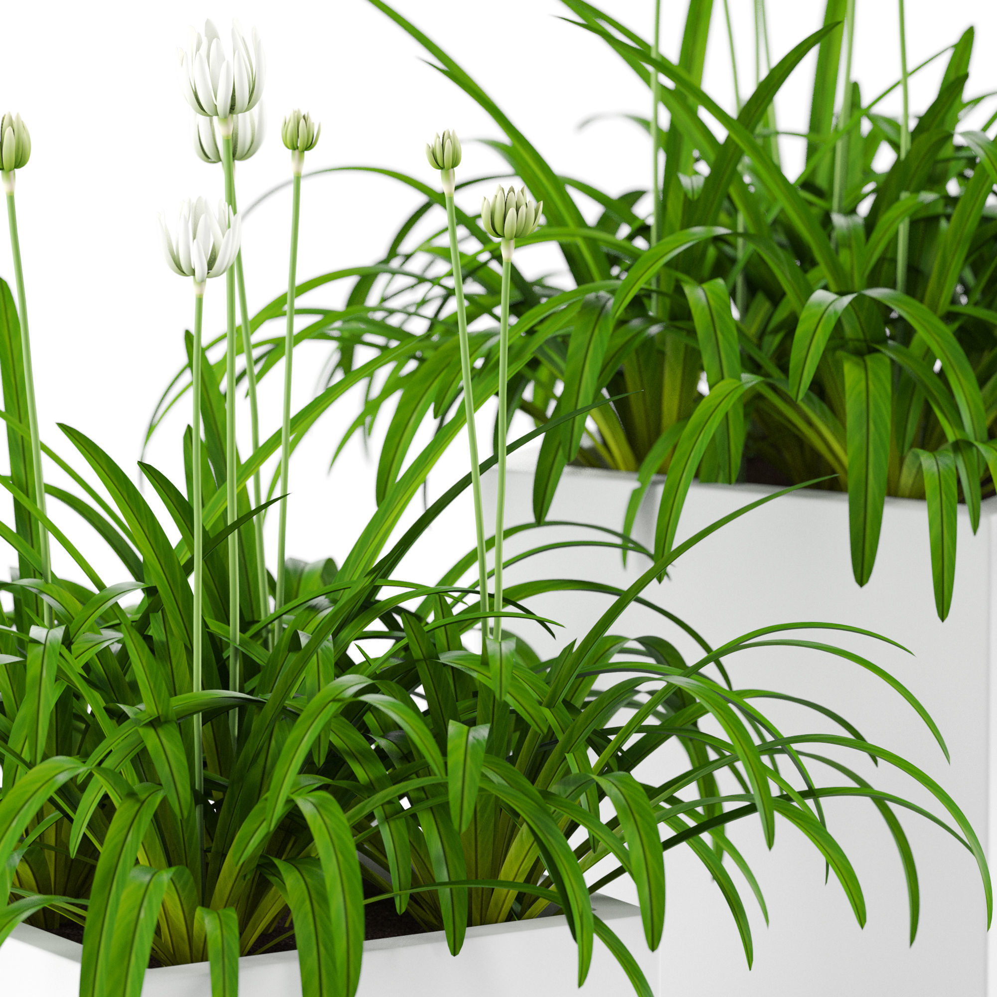 Plants collection 15 3D model_2