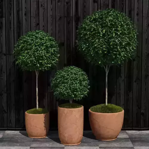 Plants collection 16