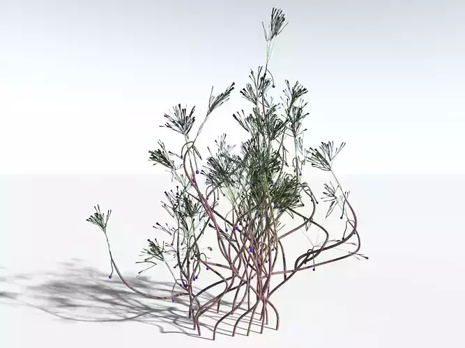 EVERYPlant Baiera Gracilis