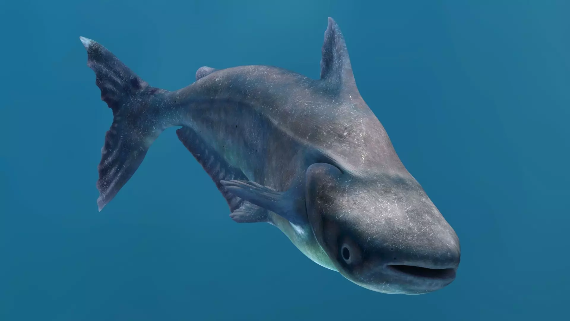 Rigged Mekong Giant Catfish Low-poly 3D model