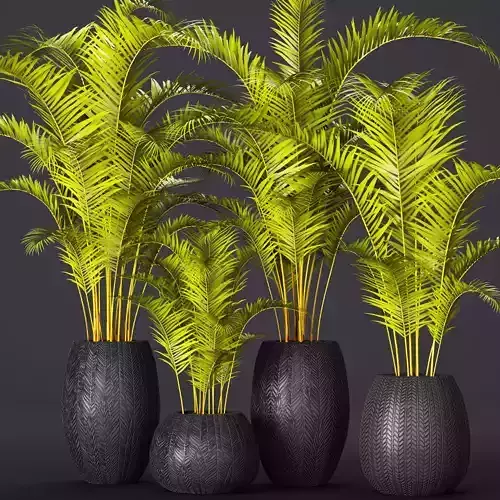 palm collection 3 four plants vases 3D model