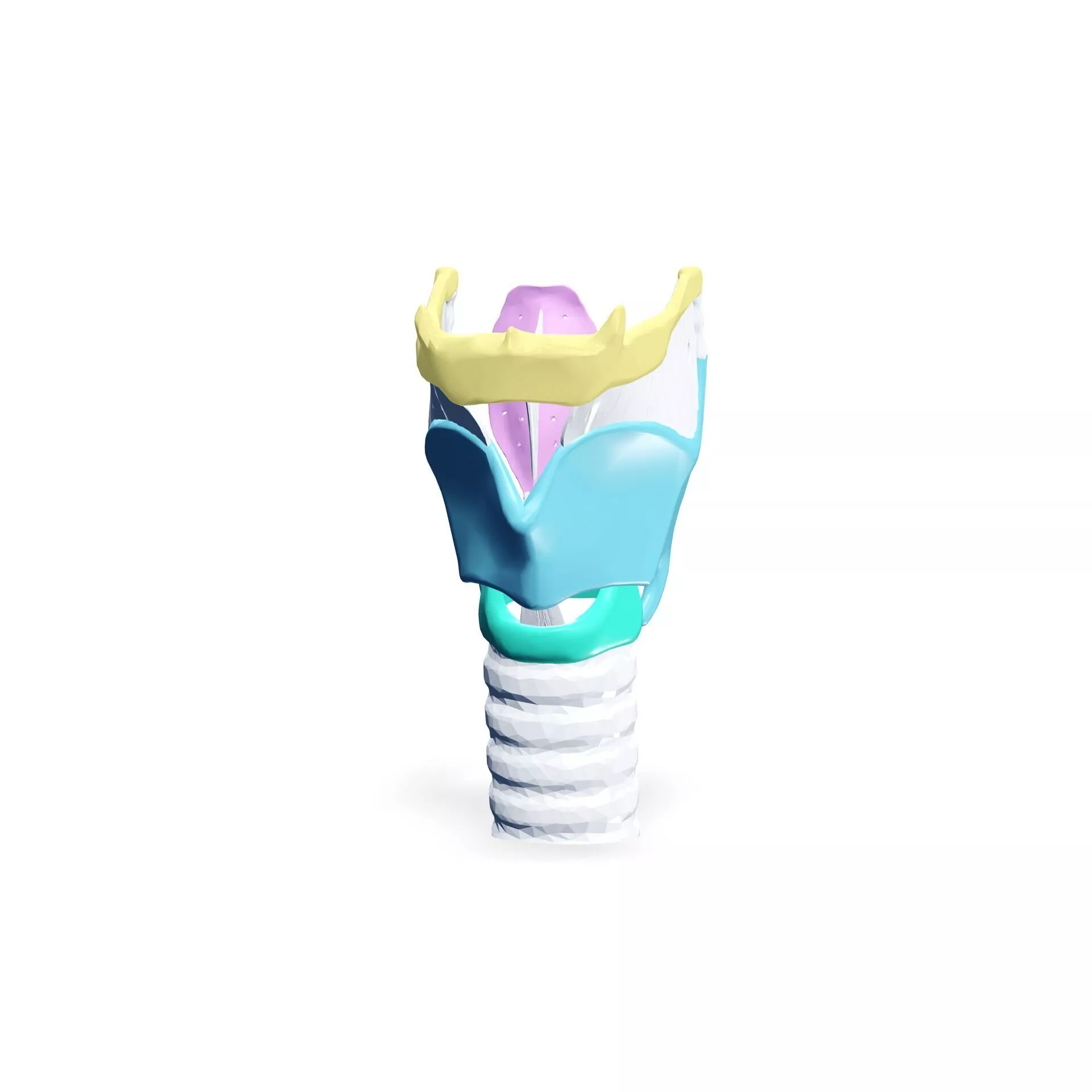 Larynx Anatomy Trachea and Throat Anatomy 3D print model