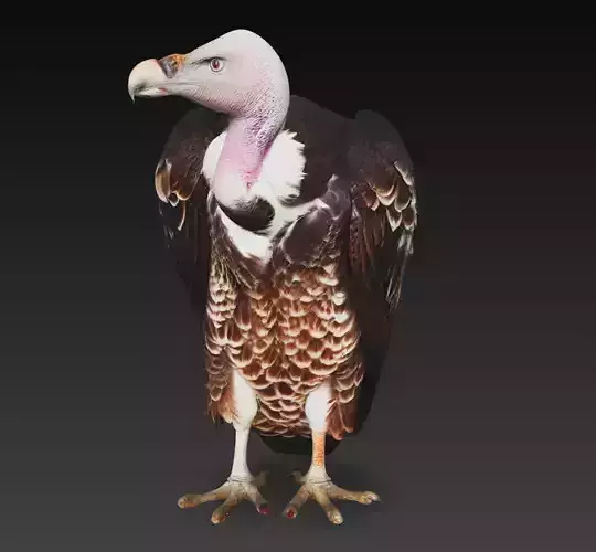 Realistic Vulture Bird Wildlife Animal 3D Model