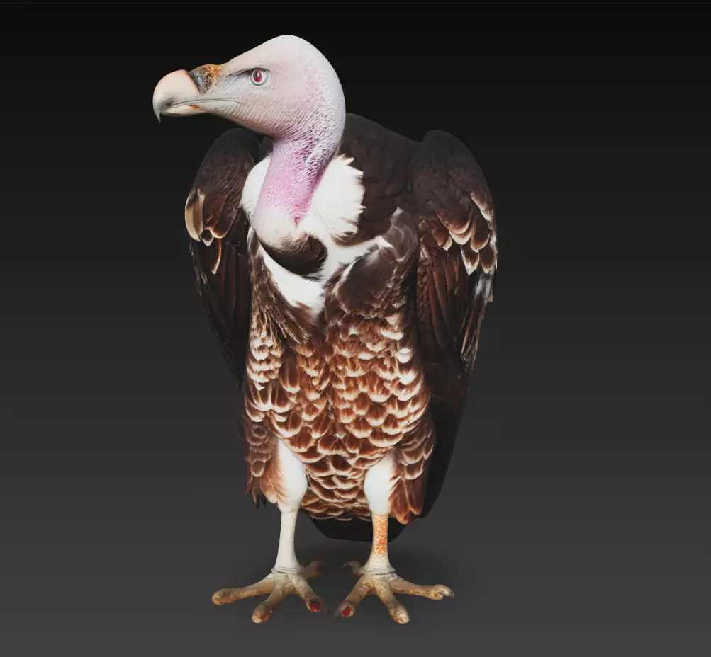 Realistic Vulture Bird Wildlife Animal 3D Model 3D print model