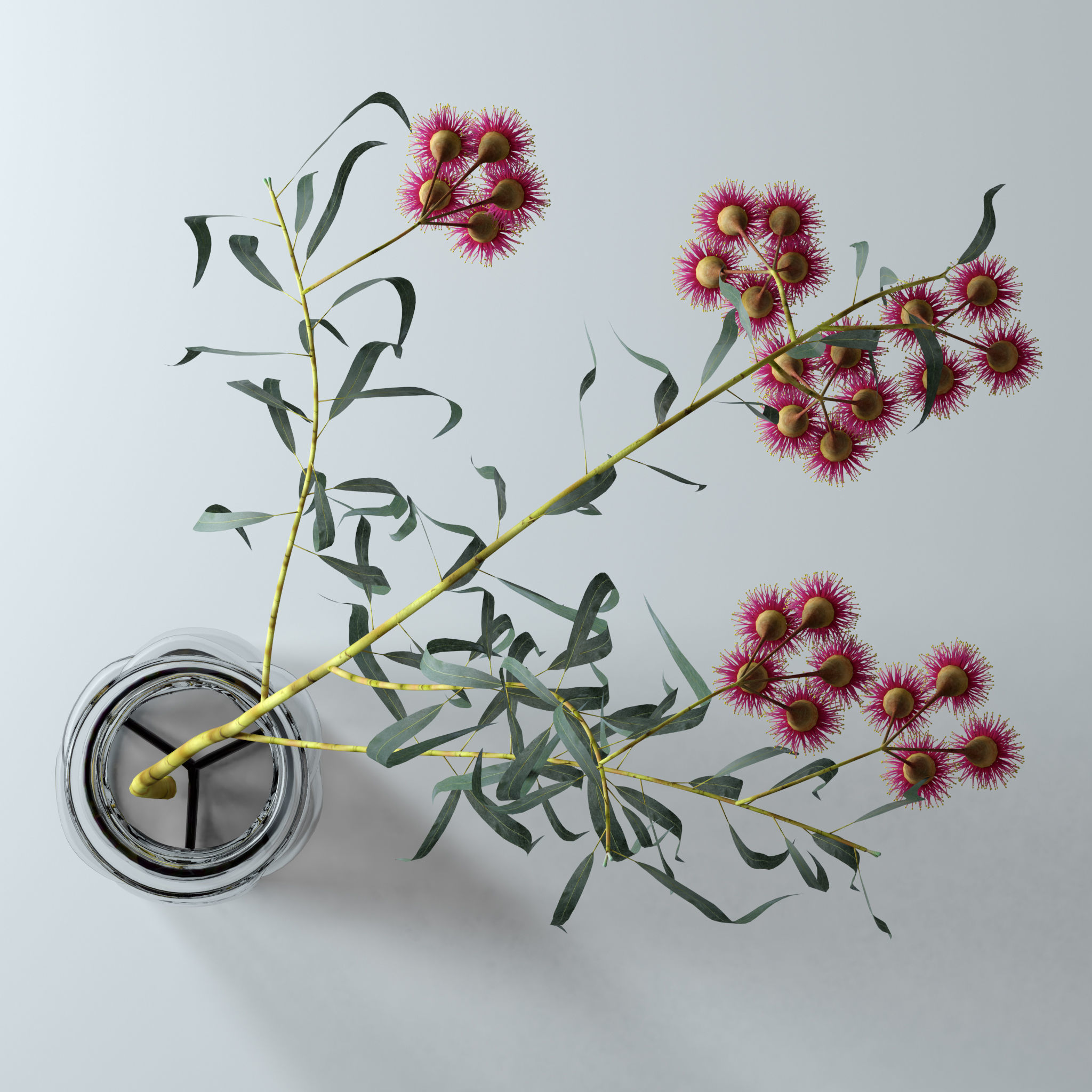 Eucalyptus Bloom 3D model_6