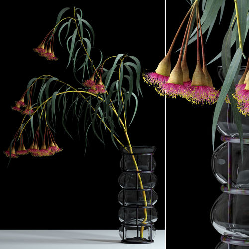 Eucalyptus Bloom 3D model