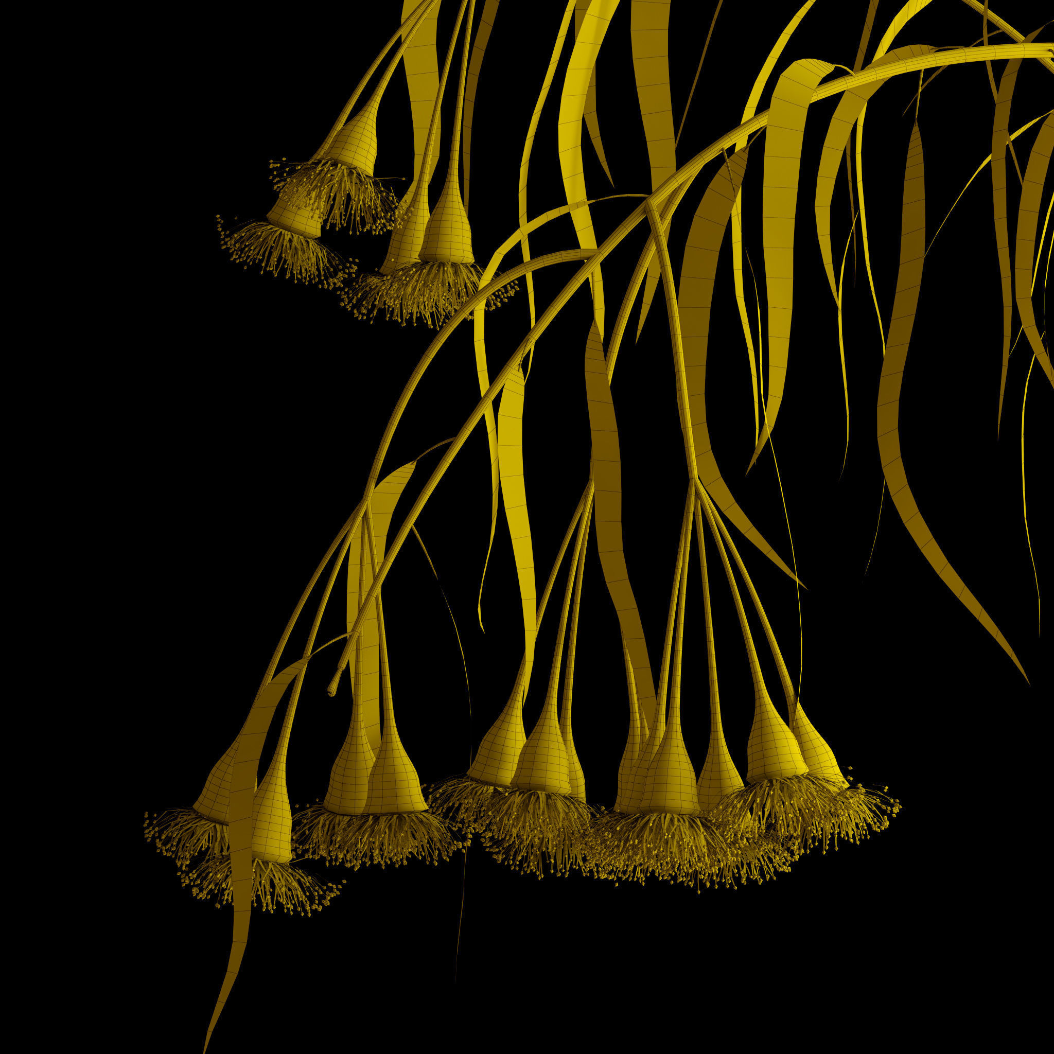 Eucalyptus Bloom 3D model_9