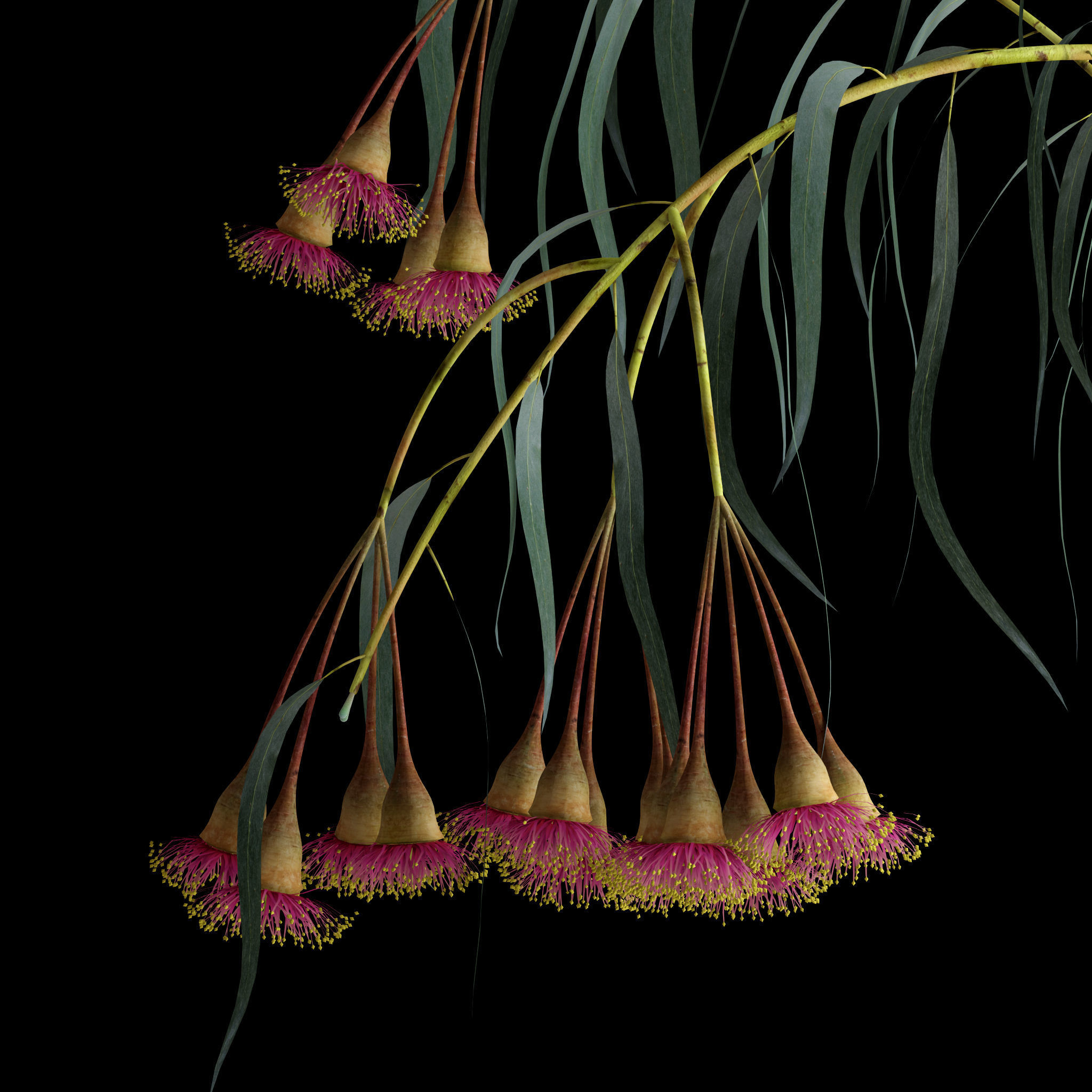 Eucalyptus Bloom 3D model_10