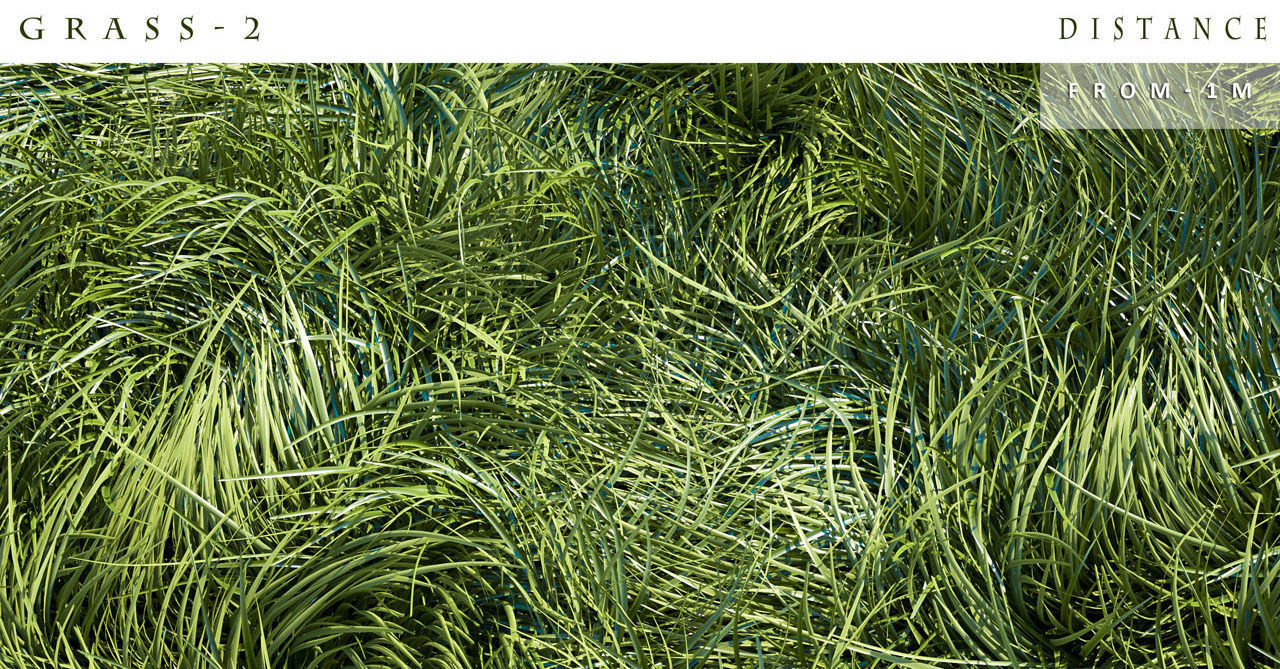 Grass 3D model_4