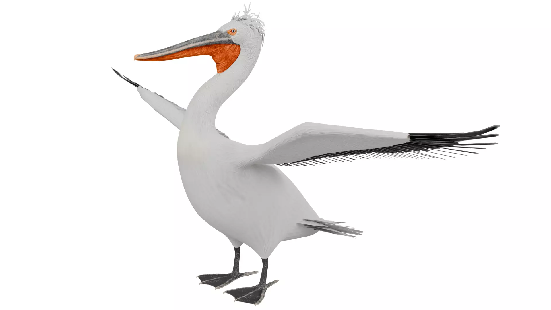 Dalmatian Pelican 3D model